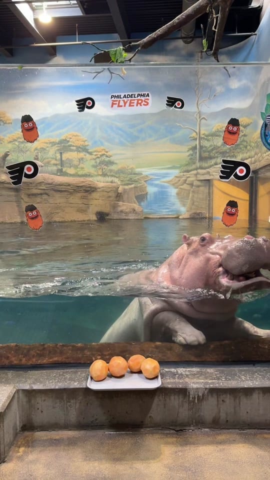 Post 1 by Adventure Aquarium on TikTok (video)