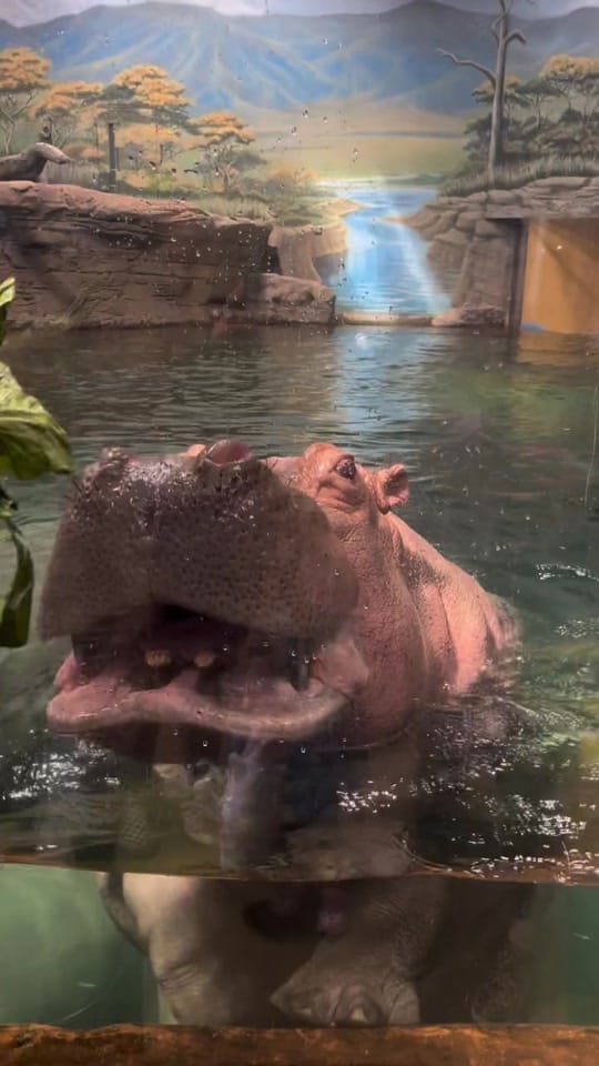 Post 7 by Adventure Aquarium on TikTok (video)