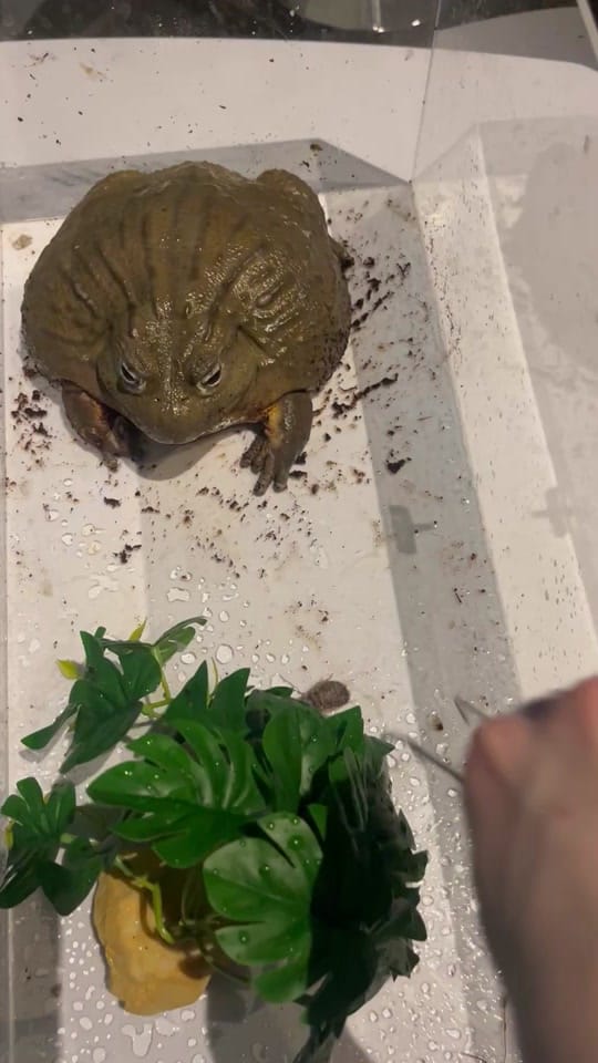 Post 10 by Adventure Aquarium on TikTok (video)