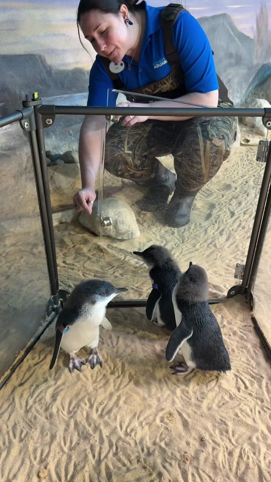 Post 4 by Adventure Aquarium on TikTok (video)