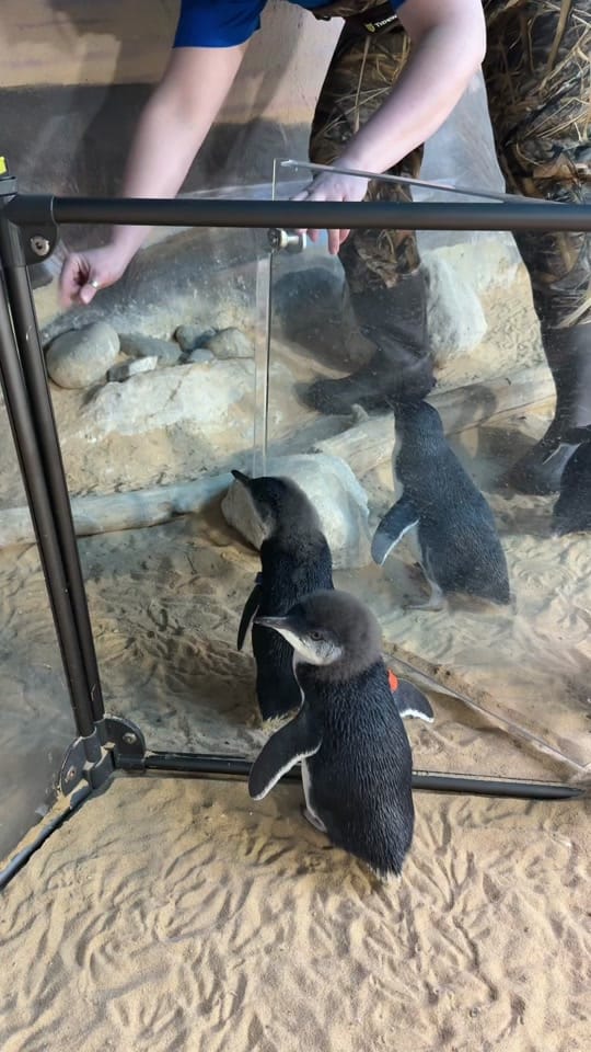 Post 3 by Adventure Aquarium on TikTok (video)