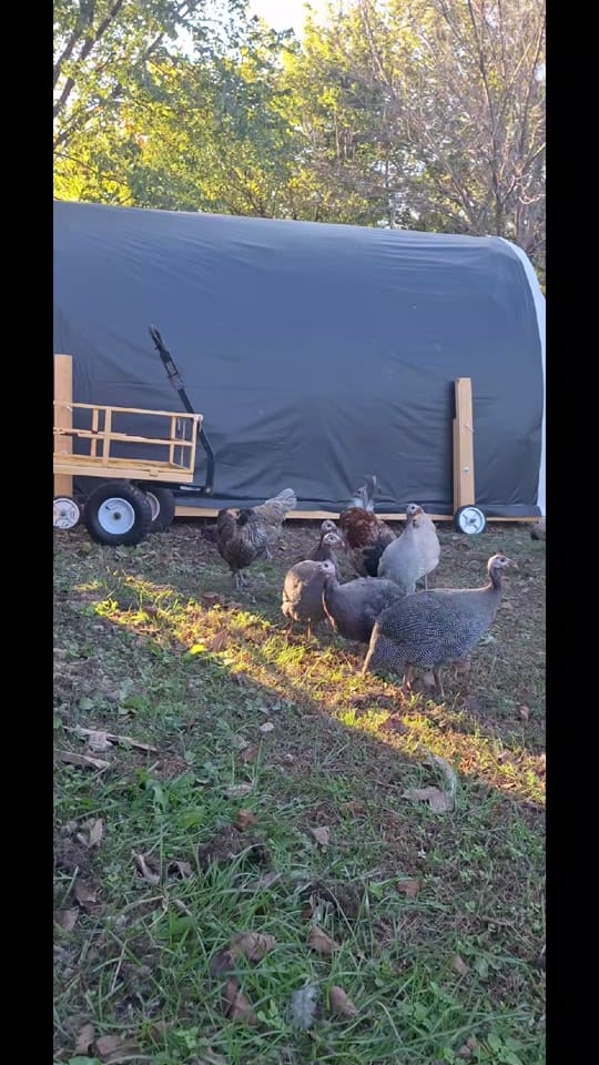 Post 2 by Mueller's Homestead on TikTok (video)