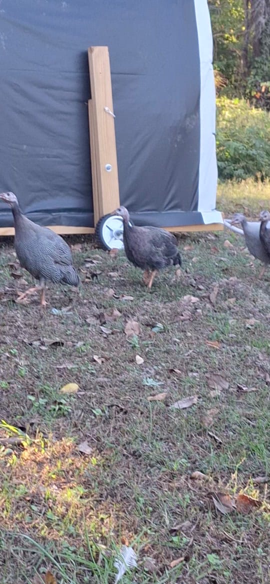 Post 4 by Mueller's Homestead on TikTok (video)