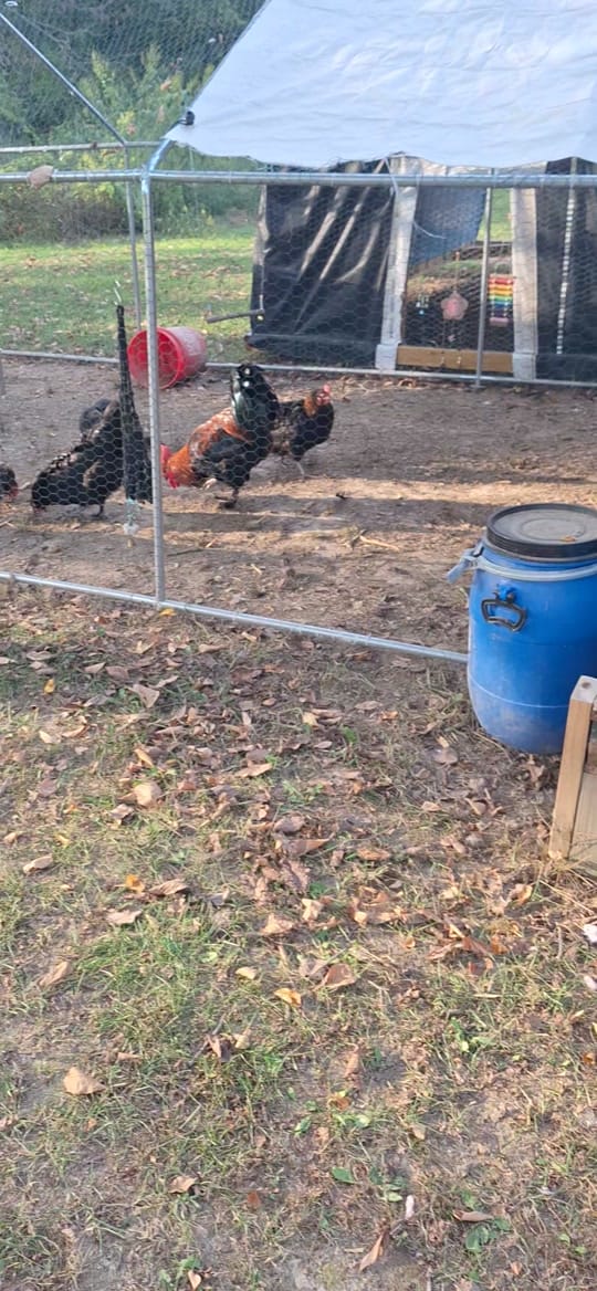 Post 8 by Mueller's Homestead on TikTok (video)