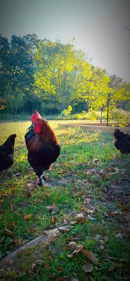Post 3 by Mueller's Homestead on TikTok (video)