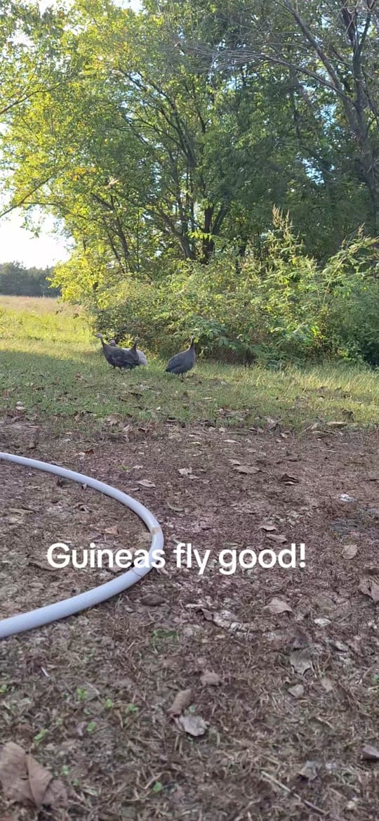 Post 6 by Mueller's Homestead on TikTok (video)