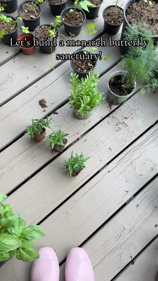 Post 1 by Her Garden Blooms🌸 on TikTok (video)