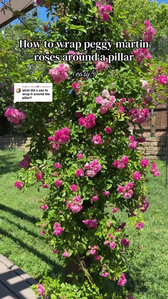 Post 6 by Her Garden Blooms🌸 on TikTok (video)