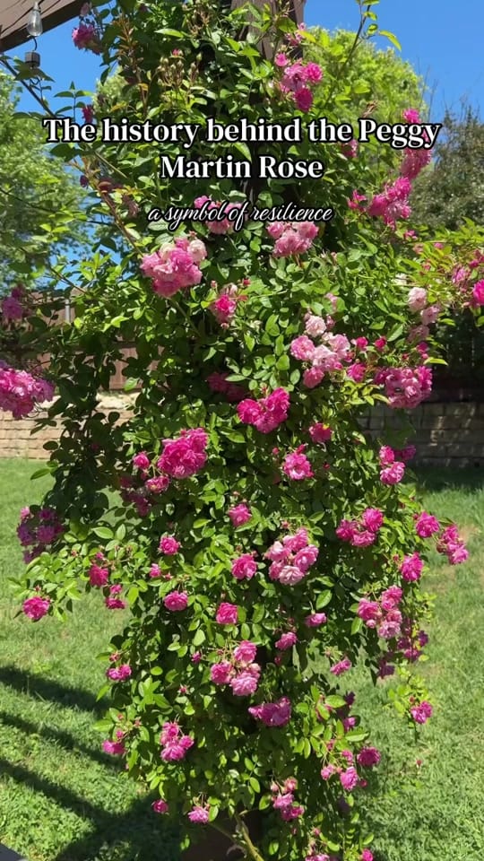 Post 4 by Her Garden Blooms🌸 on TikTok (video)