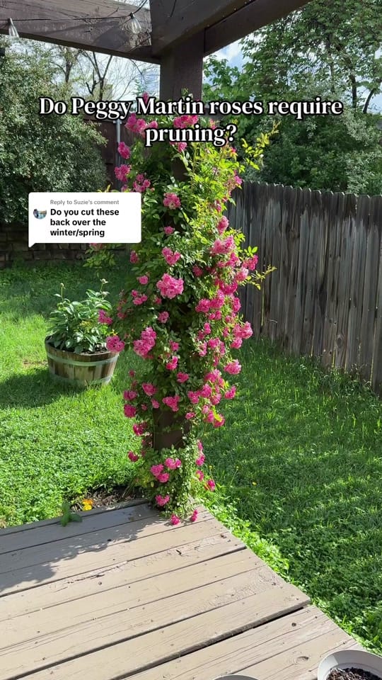 Post 2 by Her Garden Blooms🌸 on TikTok (video)