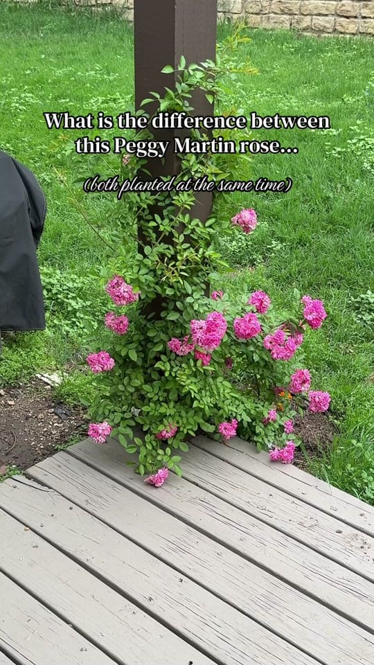 Post 3 by Her Garden Blooms🌸 on TikTok (video)