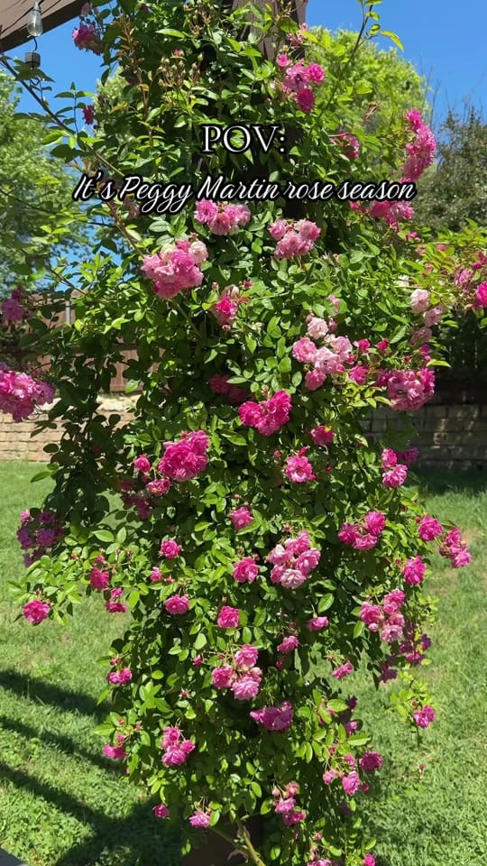 Post 7 by Her Garden Blooms🌸 on TikTok (video)