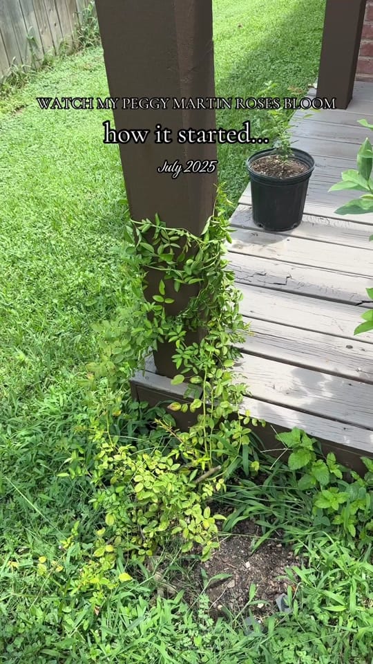 Post 8 by Her Garden Blooms🌸 on TikTok (video)