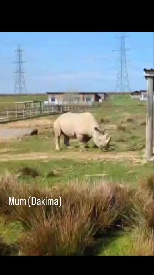 Post 1 by FollyFarmWales on TikTok (video)