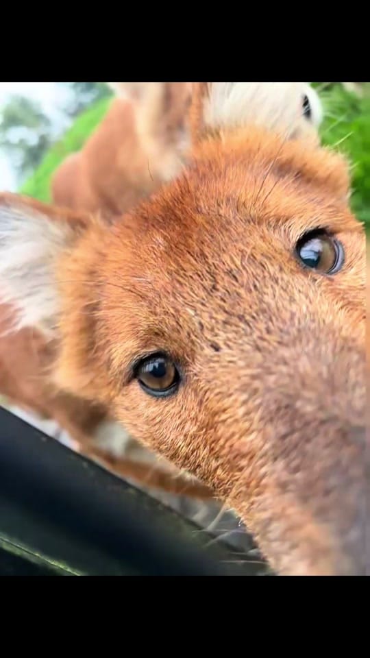 Post 5 by FollyFarmWales on TikTok (video)