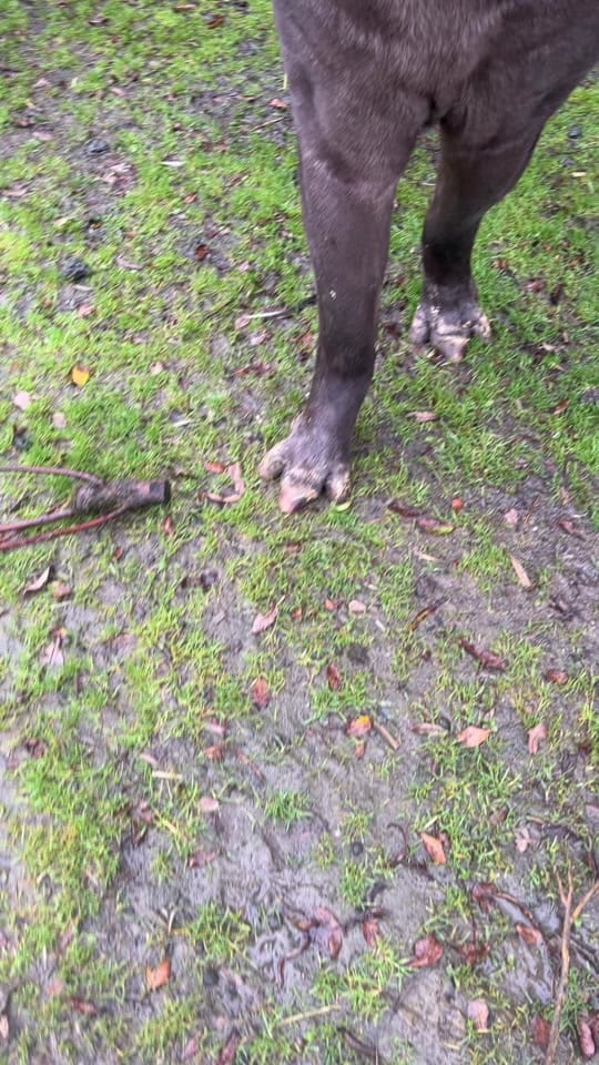 Post 9 by FollyFarmWales on TikTok (video)