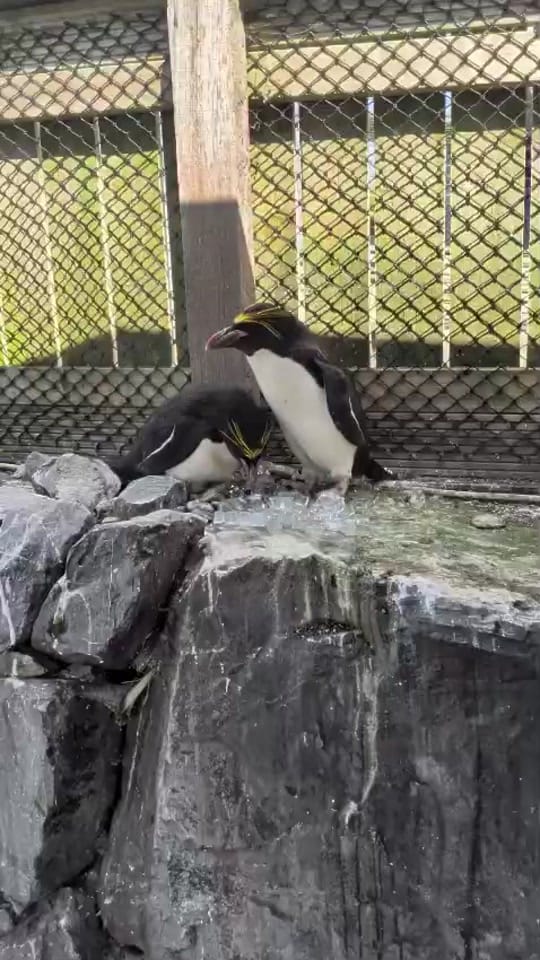 Post 3 by FollyFarmWales on TikTok (video)