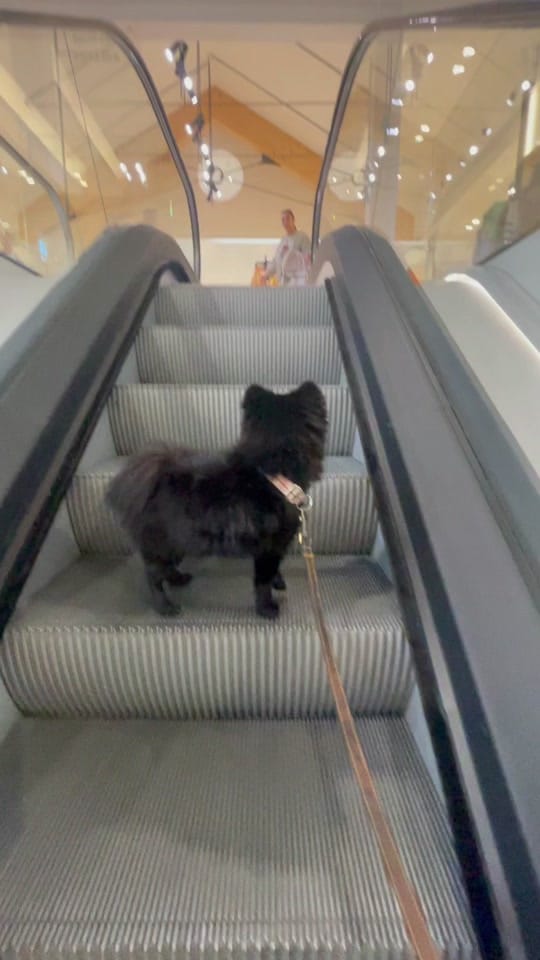 Post 10 by Brompton Bear 🐻 on TikTok (video)