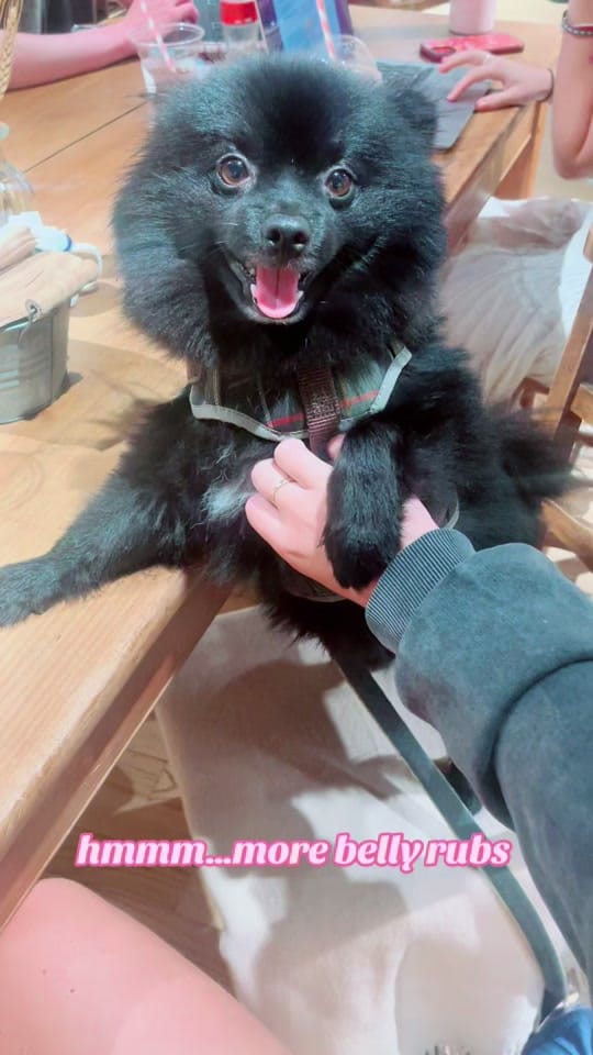 Post 5 by Brompton Bear 🐻 on TikTok (video)