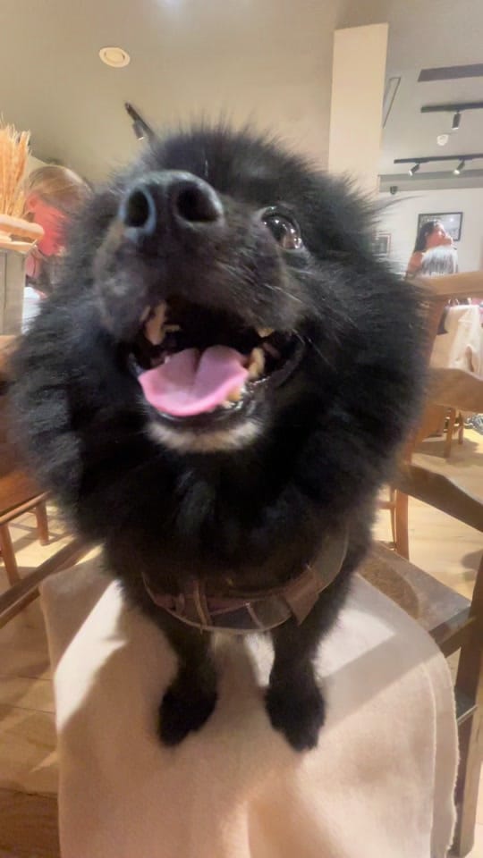 Post 4 by Brompton Bear 🐻 on TikTok (video)