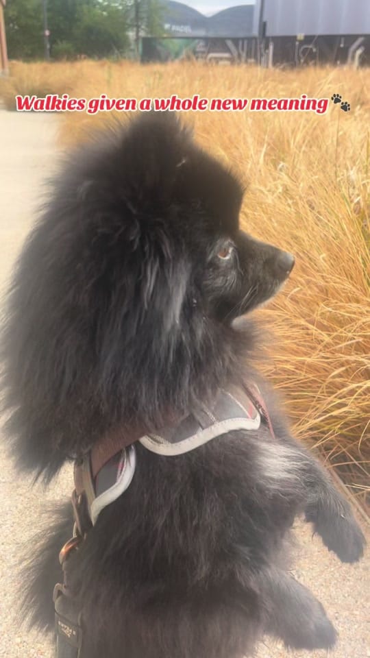 Post 6 by Brompton Bear 🐻 on TikTok (video)