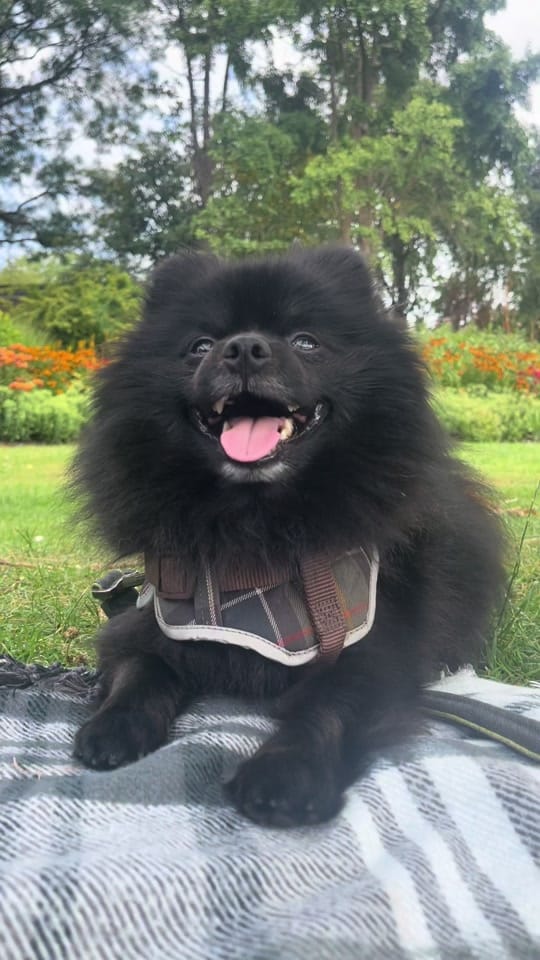 Post 2 by Brompton Bear 🐻 on TikTok (video)