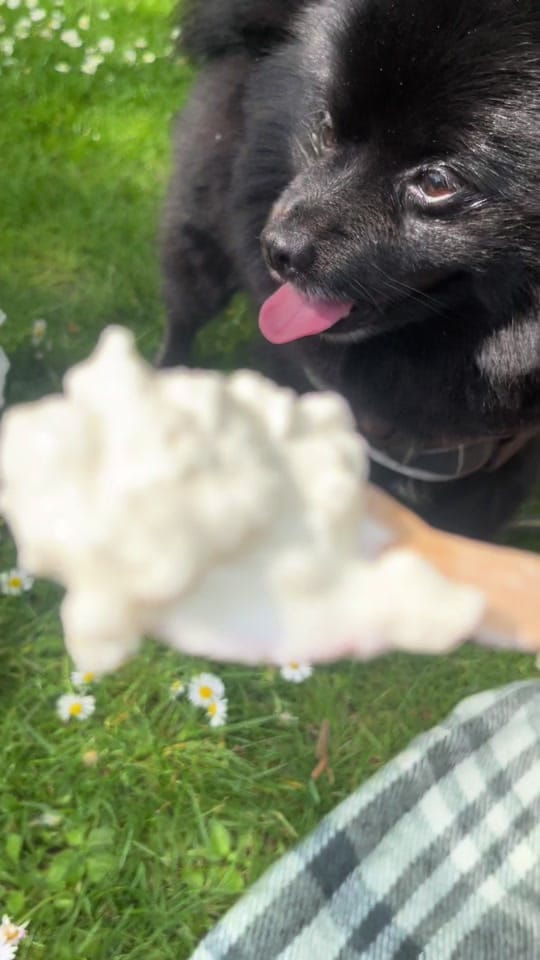 Post 1 by Brompton Bear 🐻 on TikTok (video)