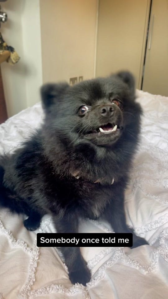 Post 8 by Brompton Bear 🐻 on TikTok (video)