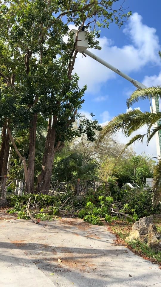 Post 4 by Landscaping Miami | Bulfrano H on TikTok (video)