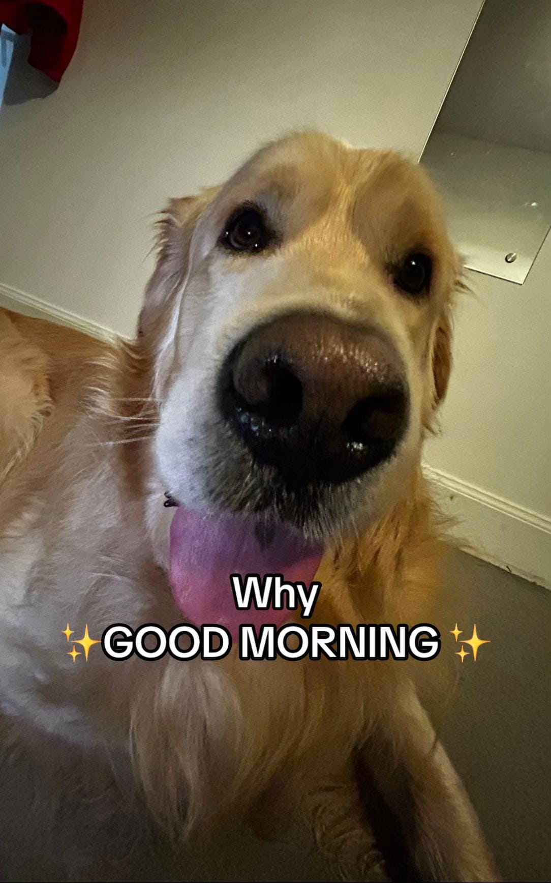 Post 6 by Benji The Golden on TikTok (video)