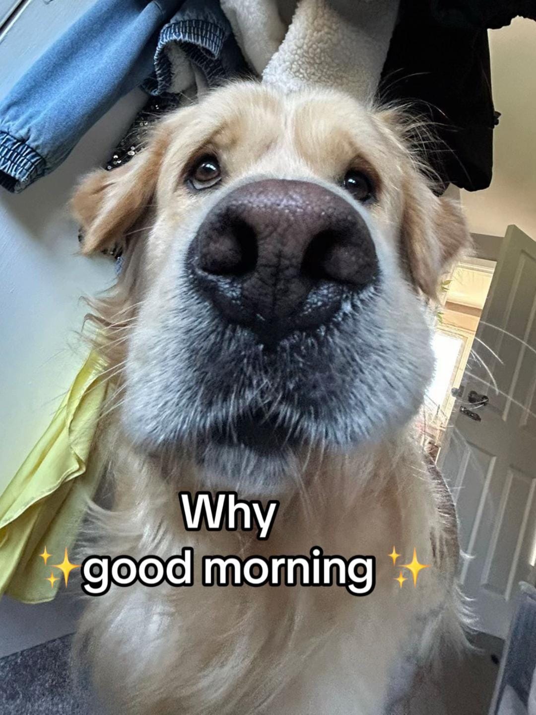 Post 8 by Benji The Golden on TikTok (video)