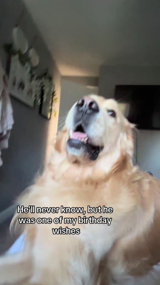 Post 1 by Benji The Golden on TikTok (video)