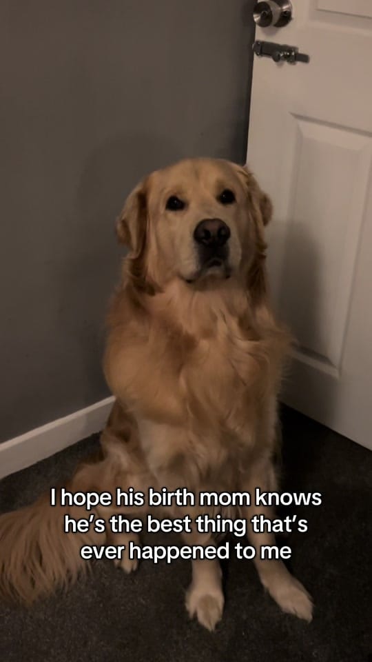 Post 7 by Benji The Golden on TikTok (video)