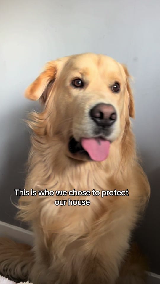 Post 5 by Benji The Golden on TikTok (video)