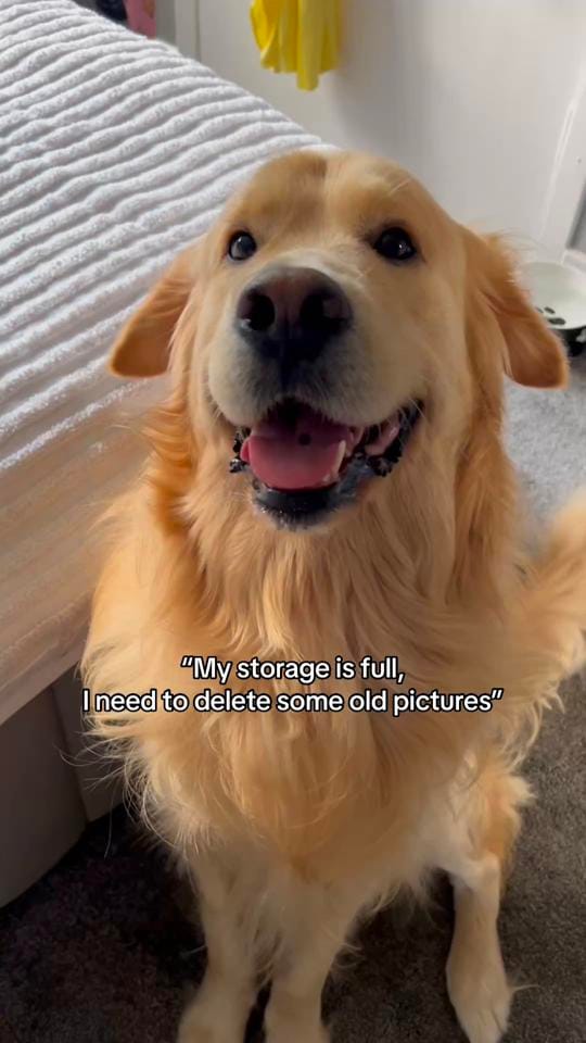Post 2 by Benji The Golden on TikTok (video)