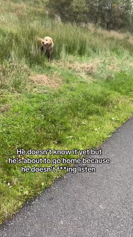 Post 10 by Benji The Golden on TikTok (video)