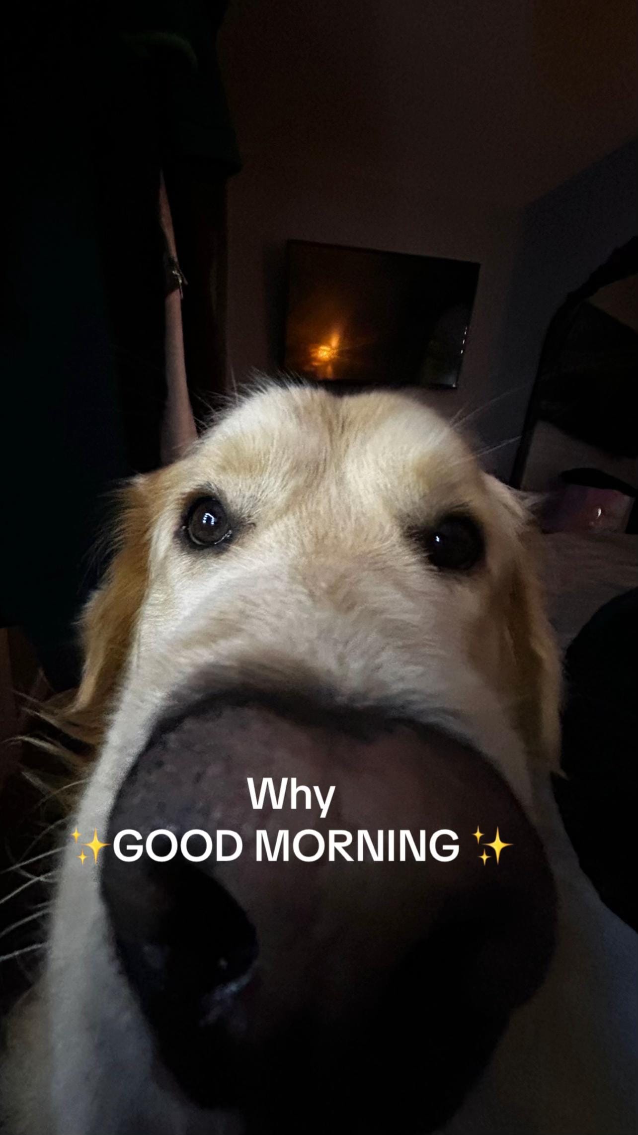 Post 3 by Benji The Golden on TikTok (video)