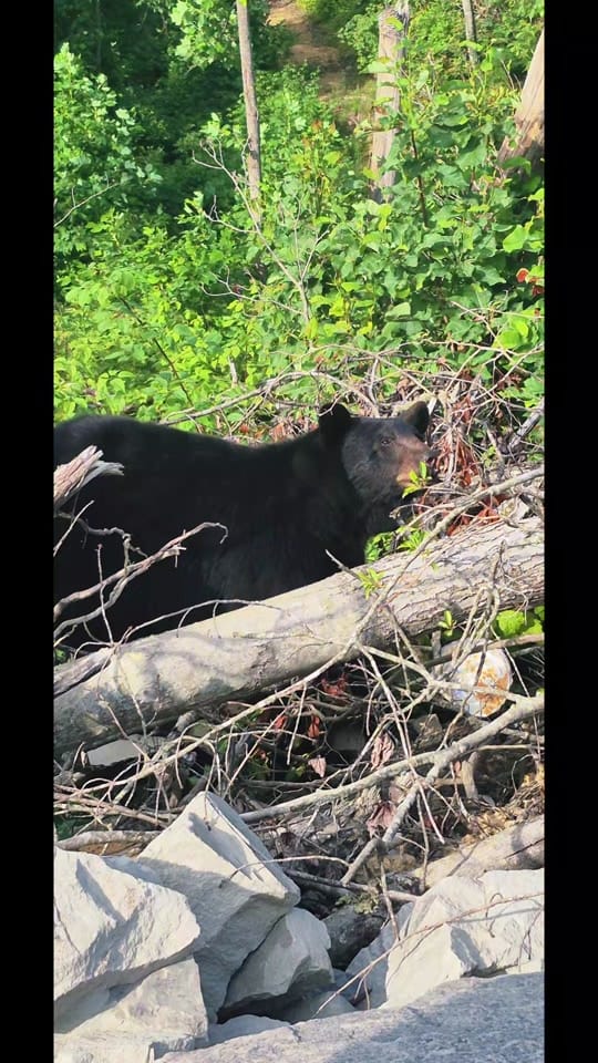 Post 7 by Jimmy Shepherd on TikTok (video)