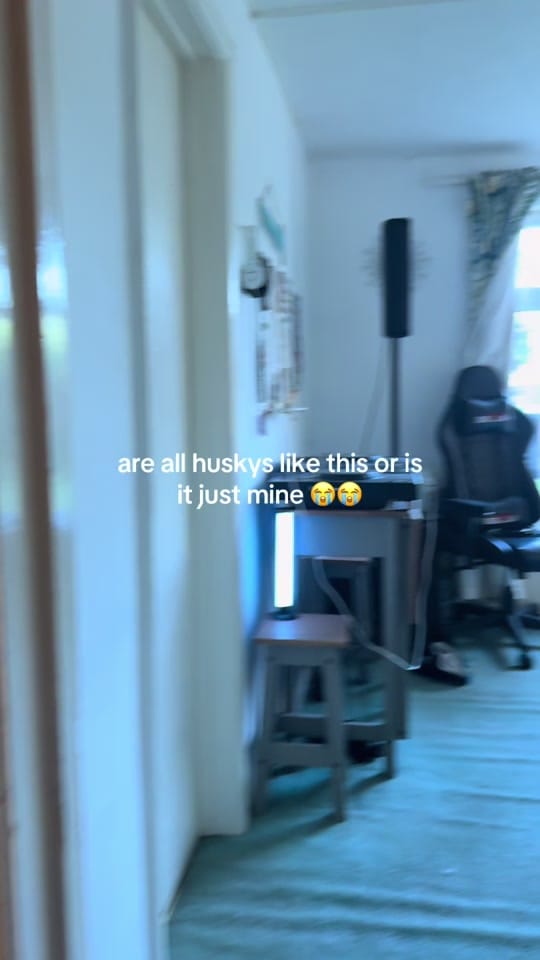 Post 3 by Ellie Adams on TikTok (video)