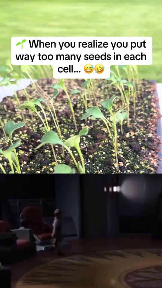 Post 1 by Wally on TikTok (video)
