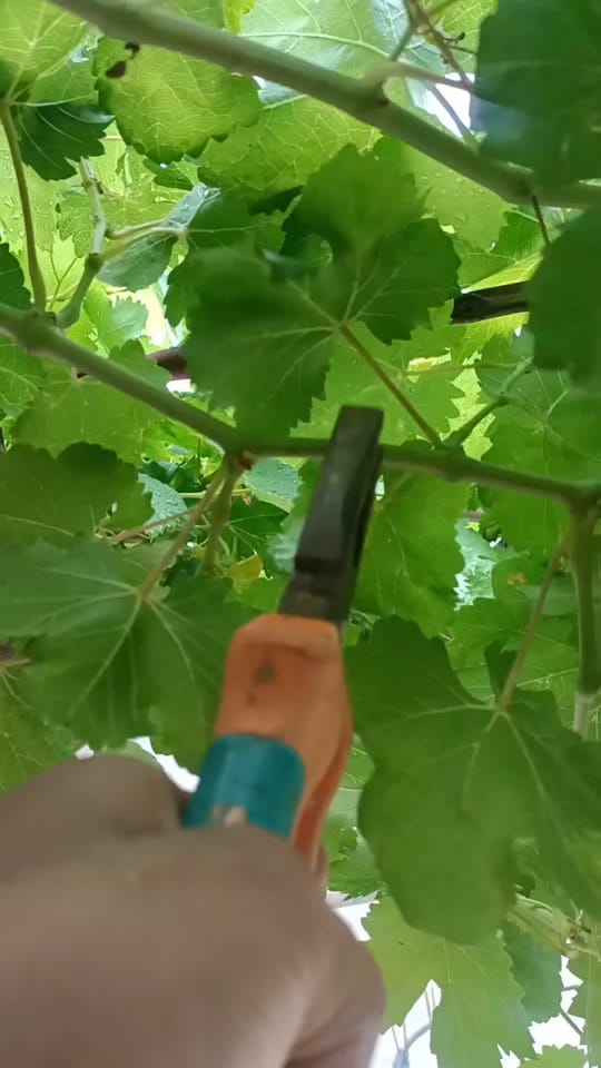 Post 10 by Green Farm USA on TikTok (video)