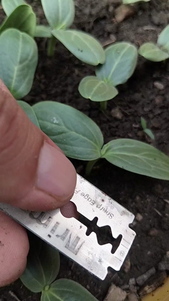Post 4 by Green Farm USA on TikTok (video)
