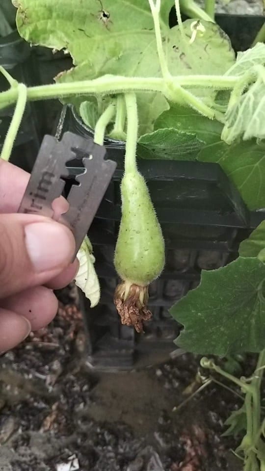 Post 7 by Green Farm USA on TikTok (video)