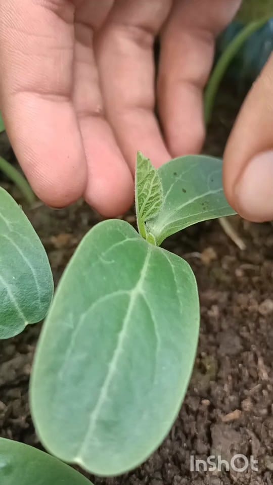 Post 9 by Green Farm USA on TikTok (video)
