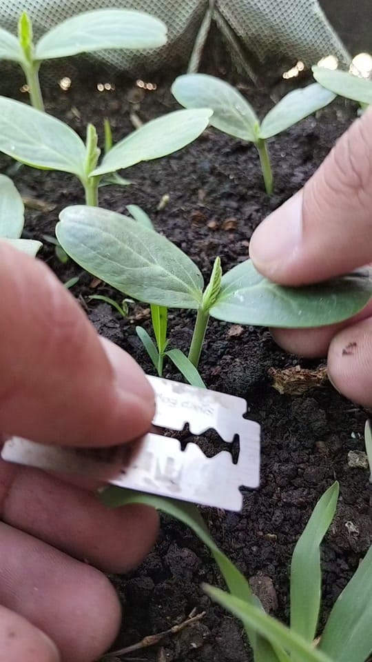 Post 5 by Green Farm USA on TikTok (video)