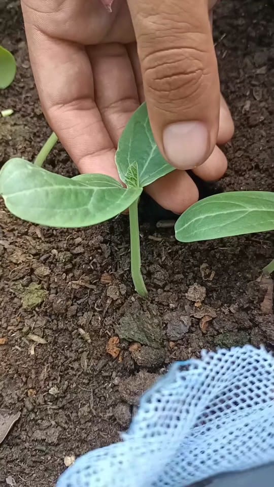 Post 8 by Green Farm USA on TikTok (video)