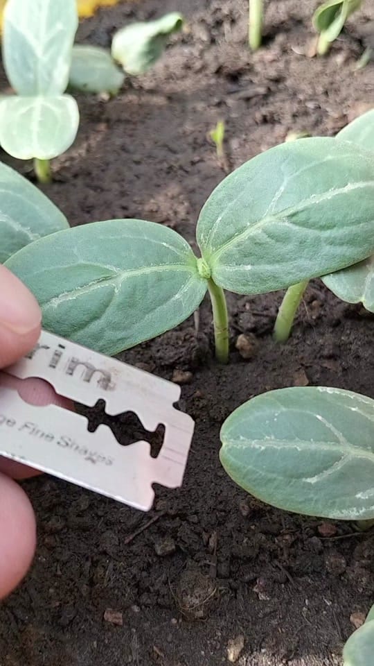 Post 1 by Green Farm USA on TikTok (video)