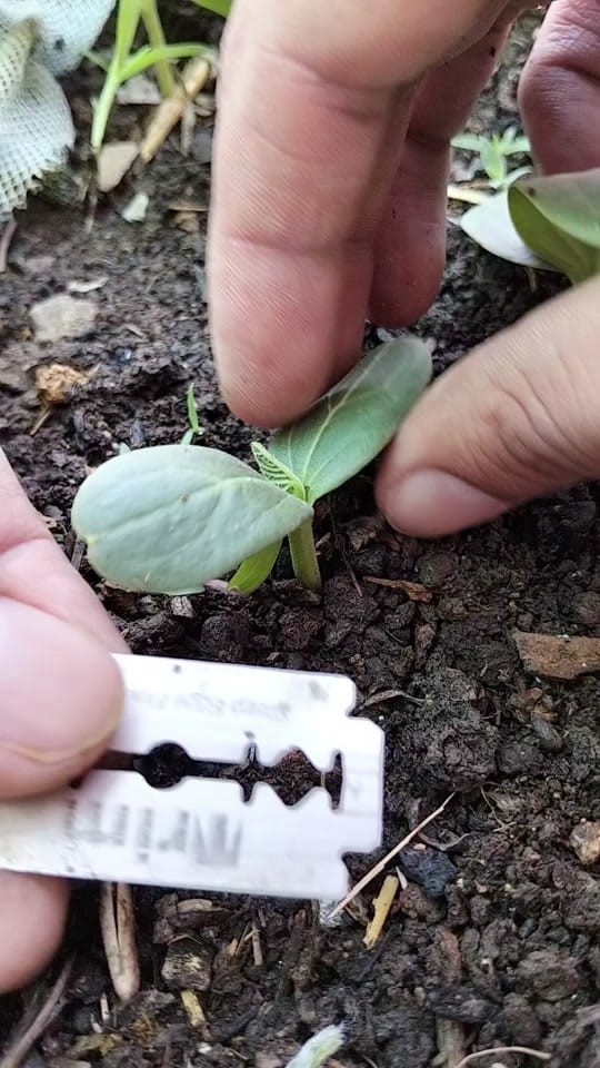 Post 6 by Green Farm USA on TikTok (video)