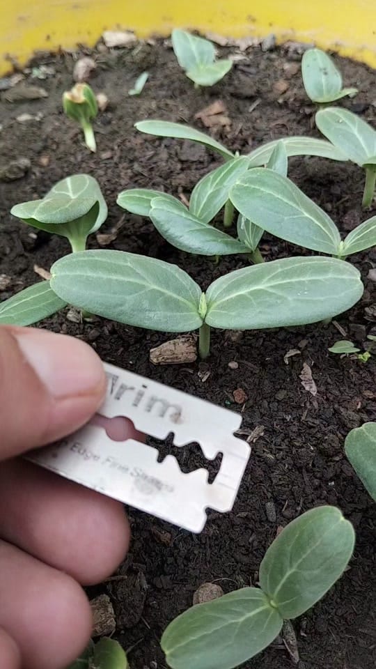 Post 3 by Green Farm USA on TikTok (video)