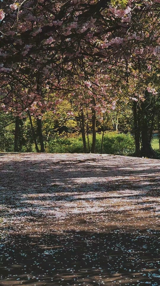 Post 7 by Feminine Healer on TikTok (video)
